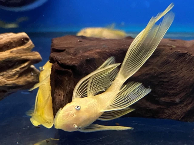 LONGFIN BLUE EYE LEMON YELLOW Bristlenose Pleco 1-1/2 inch L144 Plecostomus!