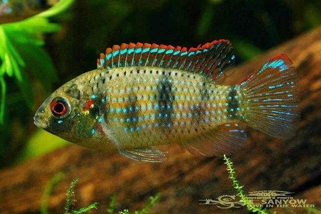 African Butterfly Cichlid (Anomalochromis thomasi)- Live Freshwater Fish