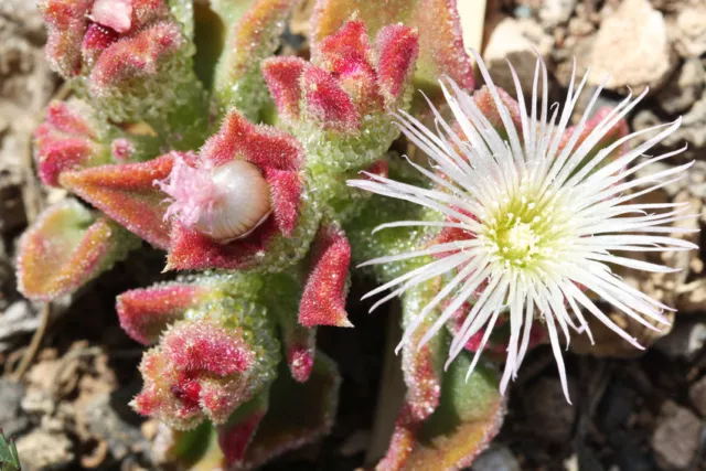 SAMEN Garten Balkon Samen exotische Pflanze Kübelpflanzen Zimmerblume Exot EISB