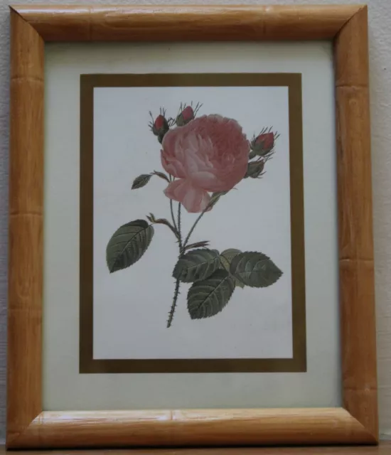 Rosa Centifolia Pink Rose - small Bamboo Framed botanical Print after Redoute