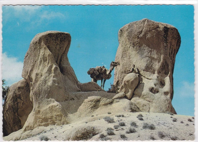 Cpsm Color Postcard Morocco Picturesque Camel Tafraout In Rocks
