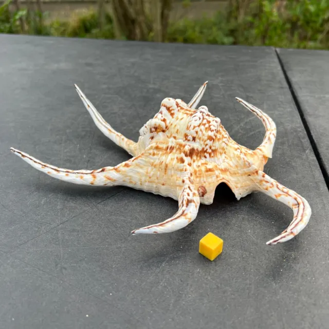 Spider chiragra display seashell - genuine shell for garden decor - certified