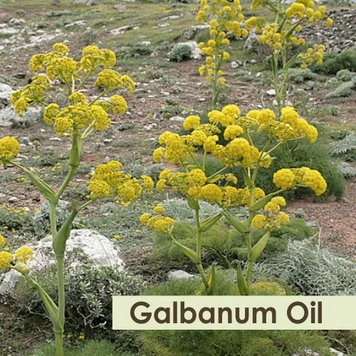 Galbanum {Ferula galbaniflua} 100% Pure & Natural Essential Oil [10ml - 5000ml] 2