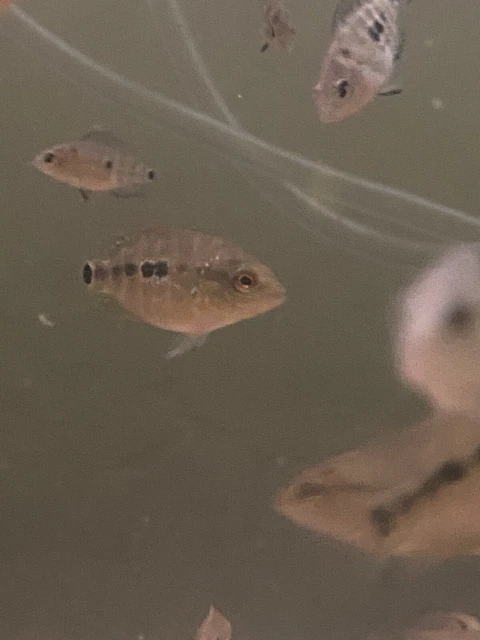 FLOWERHORN CICHLID 1” Bonsai Flowerhorn F Mixed With Regular Texas Cichlid M 9