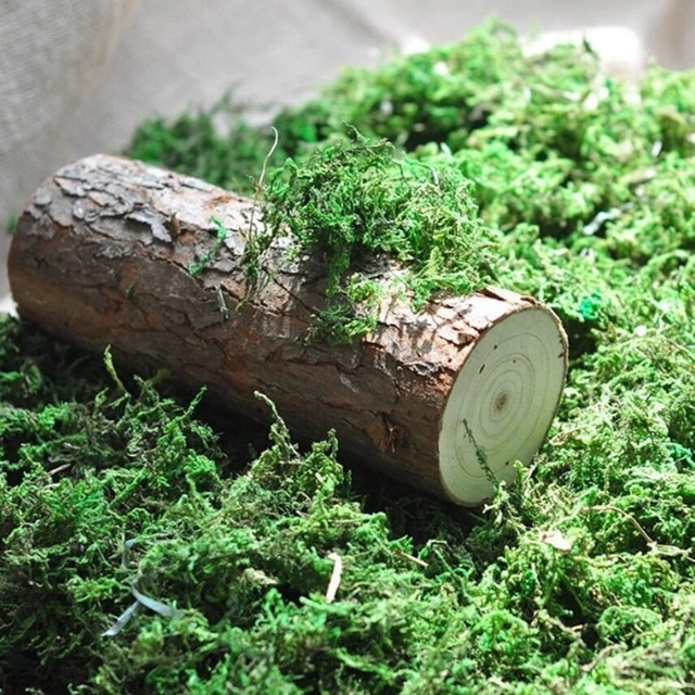Musgo estabilizado musgo de bosque musgo plano musgo de lóbulo decoración musgo comprar