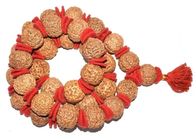 5 Mukhi Rudraksha 5 Face Rudraksh 20 mm Nepal bead Kantha Mala LAB CERTIFIED