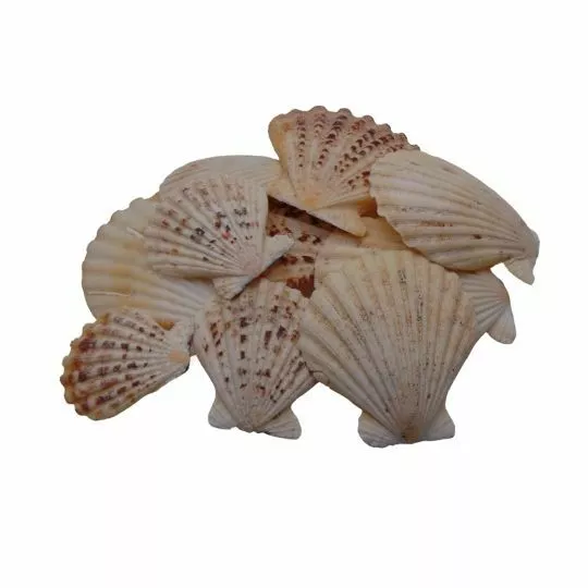 Randula Pecton Natural Shells - Seashells Beach Shells Wedding Display Craft uk