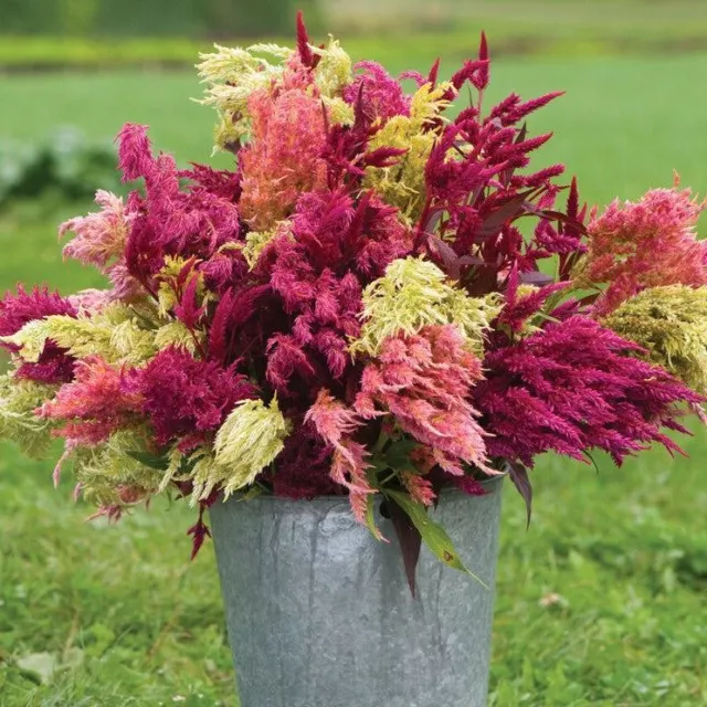 CELOSIA Pampas Plume Tall Mix 200 seeds FLOWER GARDEN spring summer autumn EASY