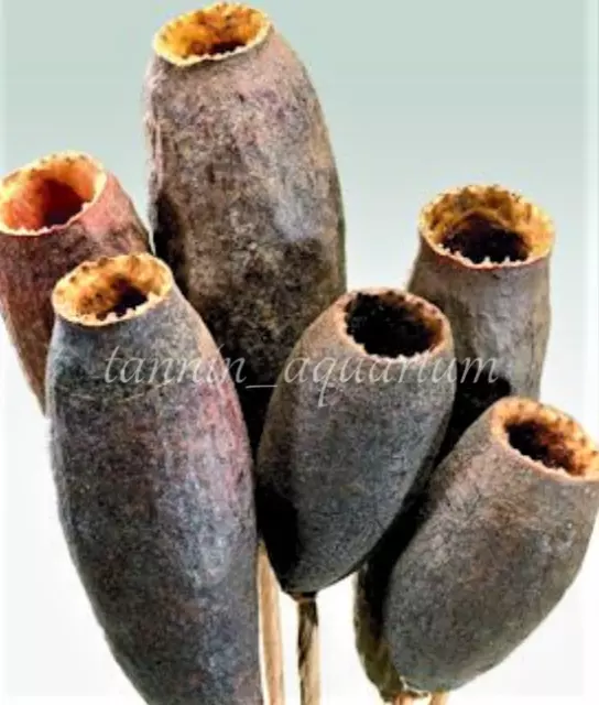 Cariniana Savu Trumpet Pod Natural Floral Decoration Crafts Botanicals Potpourri