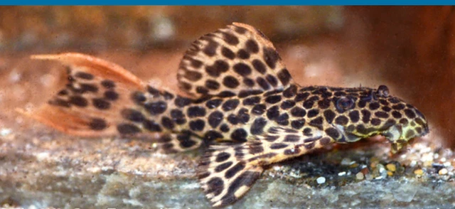 1 Freshwater L-114 Red Fin Sternella Pleco Live Tropical Fish High Quality 1.5"+