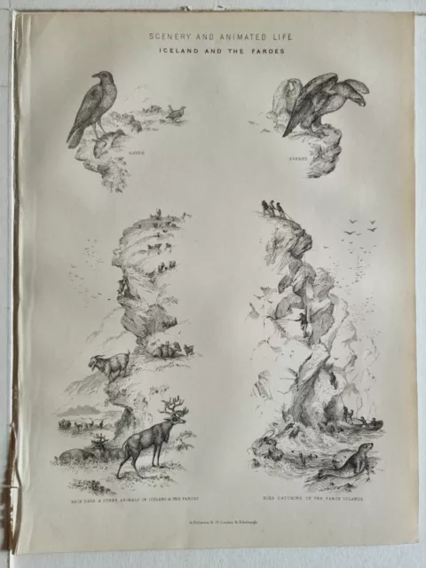 1879 Aufdruck Iceland And The Färöer Rabenschwarz Osprey Regen Reh Vogel Fang IN