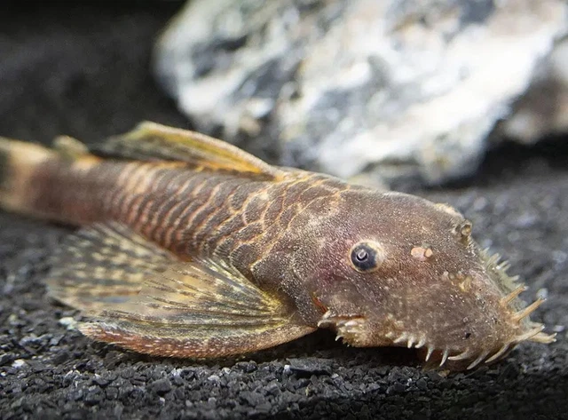 Bristlenose Pleco – (1) Calico Bristlenose Plecostomus Juvanile – High Quality 2