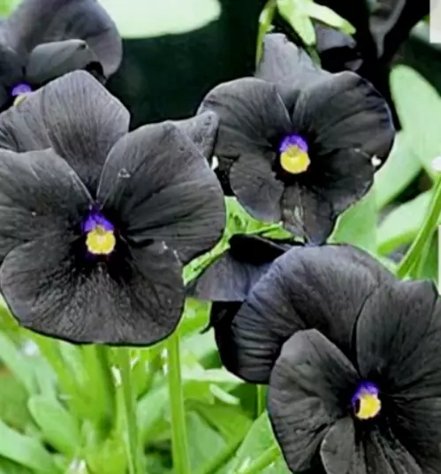 Viola Black Molly Sanderson Plant Perennial  Irish Molly 3 x 9cm Pots NOT PLUGS