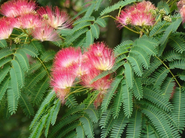 Mimosa Silk Tree Cuttings  | FRESHEST AVAILABLE **Free Shipping!**