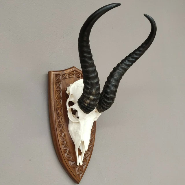 Gacela Antílope Trofeo de Calavera En Escudo de Trofeo Hl 36 CM de Decoración