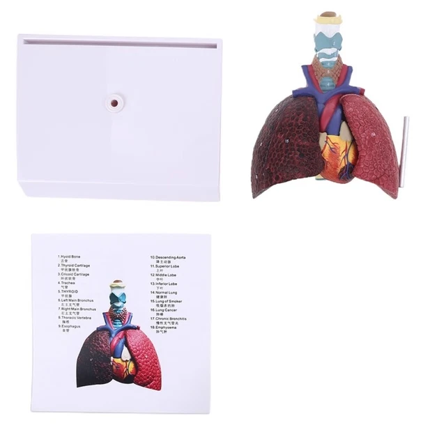 Life Size Human Lung Model Anatomical Respiratory System Anatomy For School Science Resources Study Display Teaching Tool main image 0