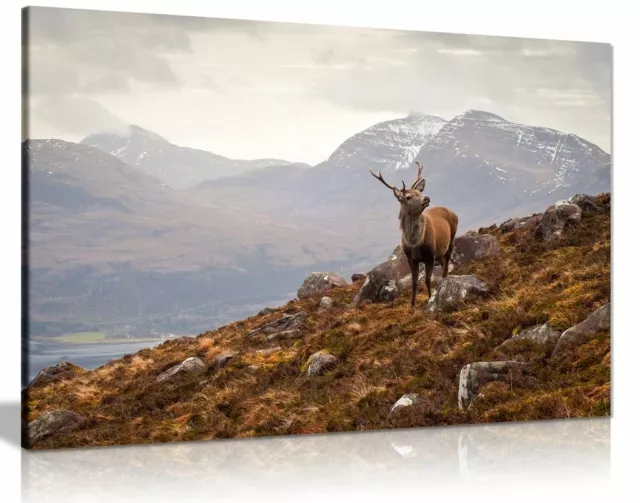 Wild Stag Scottish Highlands Canvas Wall Art Picture Print
