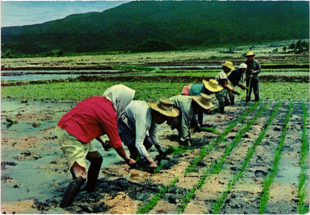 Visayan Rice Planting Ritual PC PHILIPPINES, TYPICAL RICE PLANTING SCENE, Modern Postcard (b47991 ...