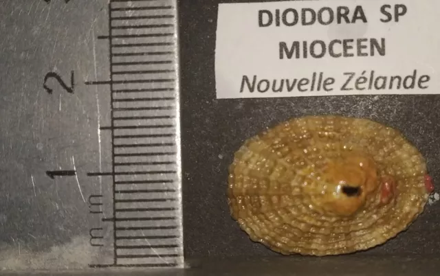 Collection Coquillage Fossile :  Diodora Specie