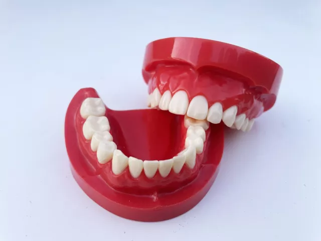 Modèle dentaire standard adulte d'étu, vendu comme jouet ou déco