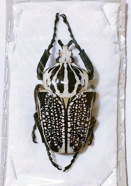 Kenia Stephanocrates dohertyi 48mm UNMOUNTED BEETLE INSECT