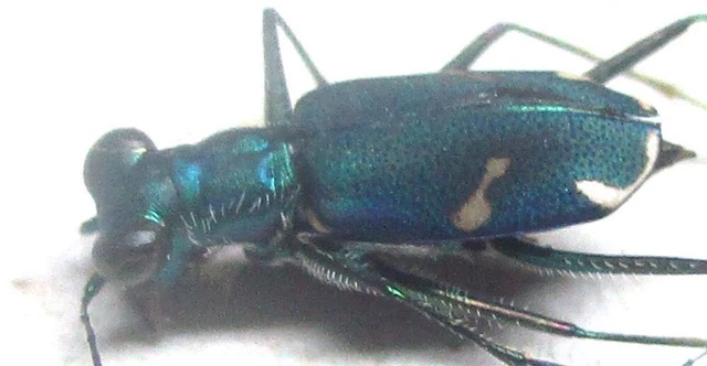 L013 SA : Cicindelidae: Cylindera species? male 7mm***********************