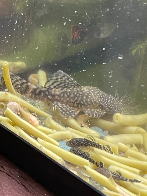 3 common Bristlenose Pleco 1''-3”