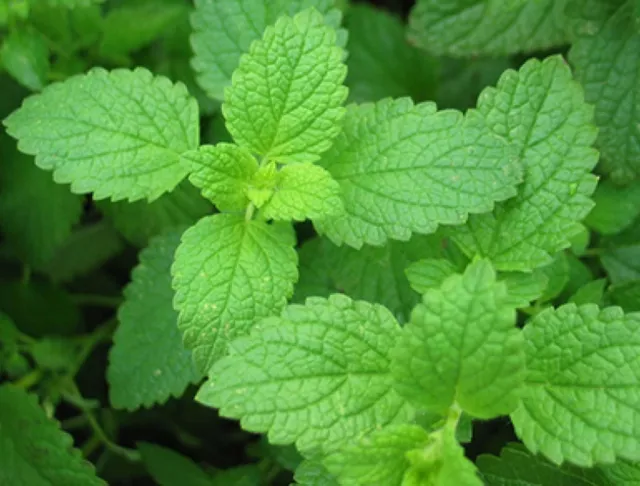 300 Graines de MENTHE VERTE non traitées - menthe douce Mentha spicata viridis