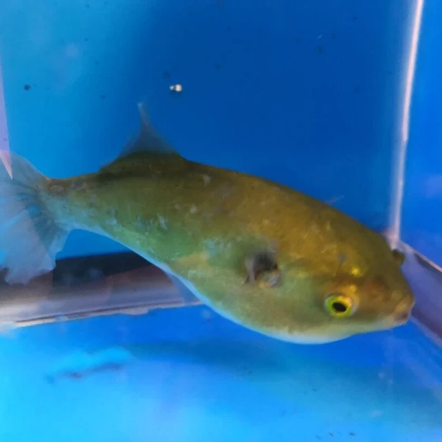 Freshwater avacado puffer 1.75" in length live tropical fish