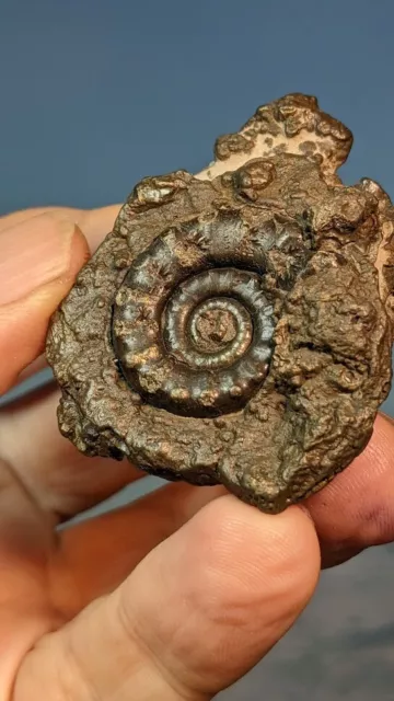 Crucilobiceras Pyrite Ammonite Fossil with Matrix 28mm x 22mm. Charmouth. Boxed. 3