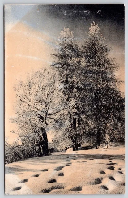 Winter Snow Scene Footprints Pine Trees Antique Postcard UNP UDB Unused Germany