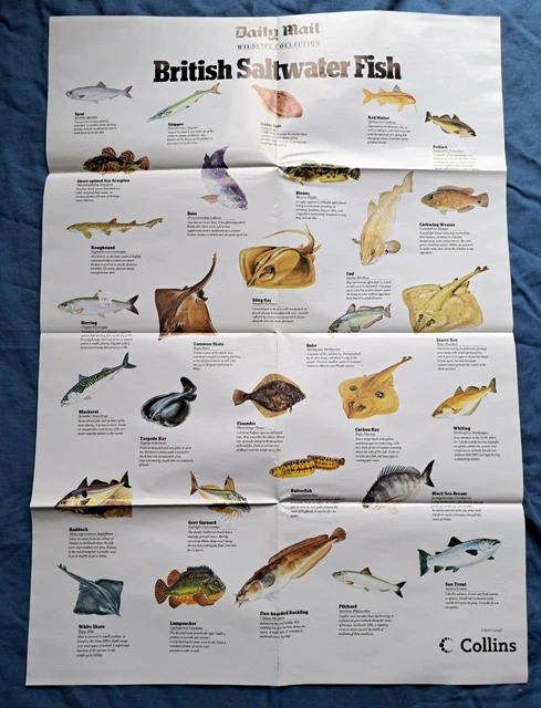 BRITISH WILDLIFE WALLCHART - Saltwater Fish - Poster A1 Size Daily Mail ...