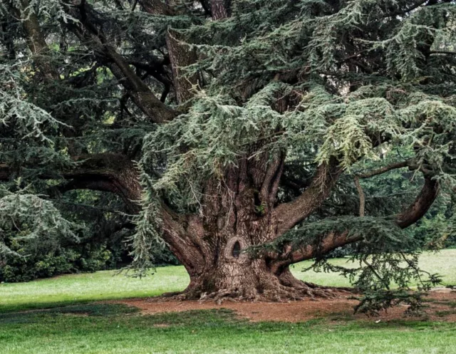 Cedrus Libani Cedar of The Lebanon (10 Seeds)