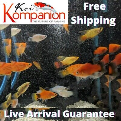 5/10/20X Premium Hi Fin Platy Freshwater Fish Free Shipping Koi Kompanion