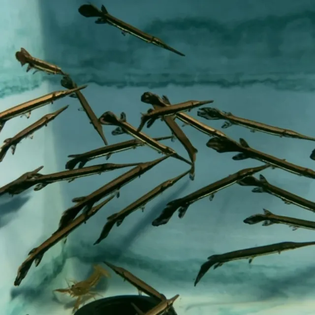 Longnose Gar 6”+ Live Tropical Freshwater Aquarium Monster Predator Fish