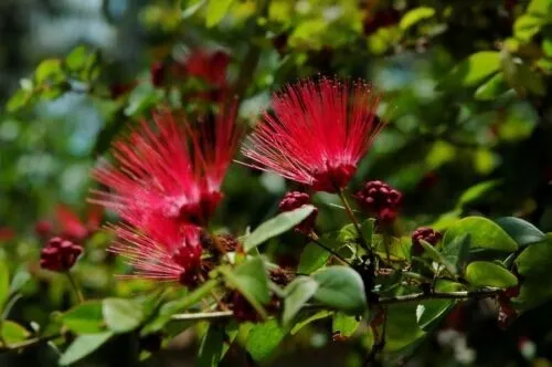 Red Mimosa Tree 5 Seeds Silk Tree Albizia julibrissin Perennial Persian