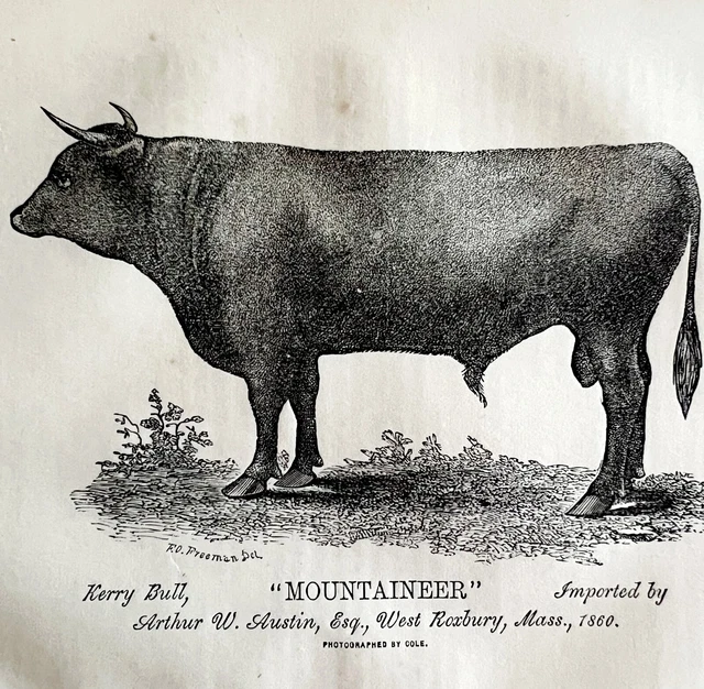 Mountaineer Kerry Bull Cow 1863 Victorian Agriculture Animals Art DWZ4A