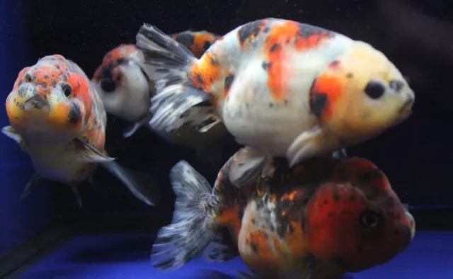 Live Calico Ranchu Med. Goldfish for fish tank, koi pond or aquarium 2