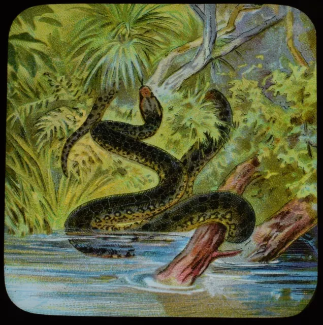 ANTIGUO Linterna Mágica Deslizamiento SERPIENTES Y LAGARTOS NO4 C1910 DIBUJANDO UN REPTIL SERPIENTE