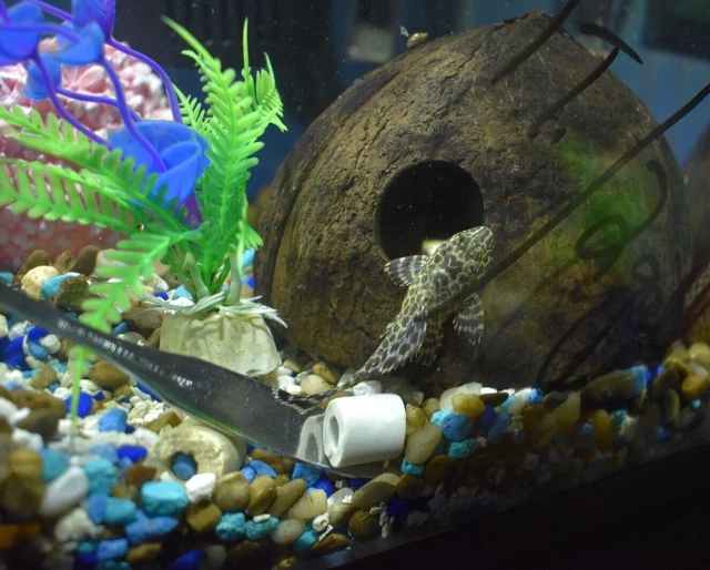 PLECO LEOPARD SAILFIN (One) 1.5"- 2" Juvenile Live Fish Freshwater Bottom Feeder