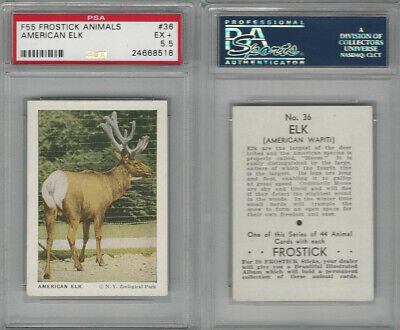 F55 Frostick, Animal Cards, 1933, #36 American Elk, PSA 5.5 EX+