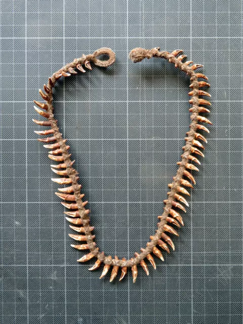 Tierzahn-Kette, Flughund (Flying Fox), Sepik River,  Papua-Neuguinea, no 1