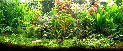 PROMO Lot de 40 plantes aquarium 7 varietes a racines et tiges+10 gratuites en +