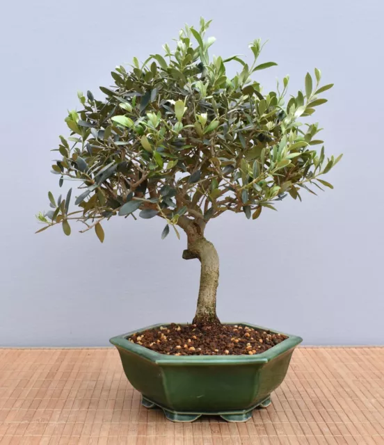 Bonsai Mediterran, Olive (Olea europaea) 24049 | Bonsai-Müller