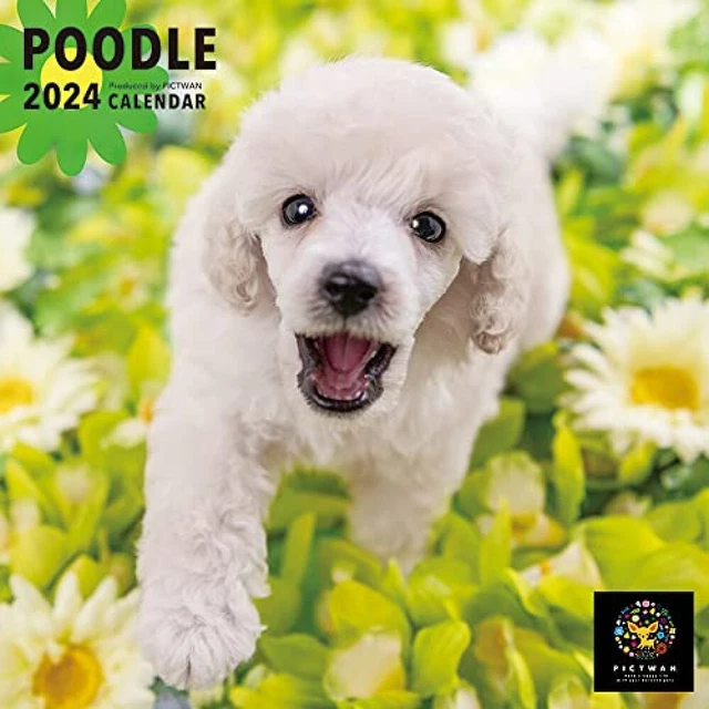 WALL CALENDAR 2024 Poodle Pictwan Japan S Size 34 x 17 cm Dog 29.01