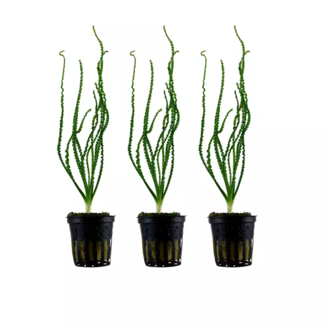 Aquarium Plante 3 Pièce Crinum Calamistratum Aquatique Tropica Nr.094A Set