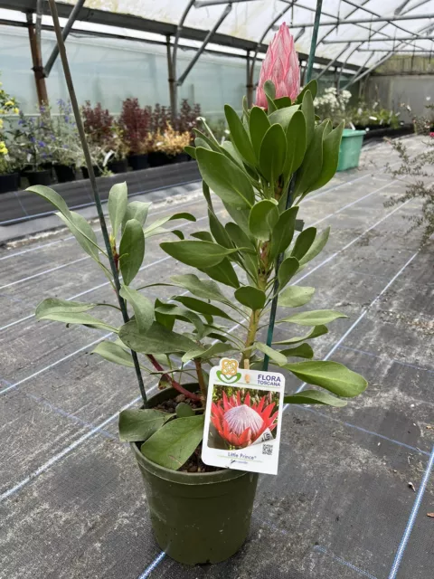 Protea cynaroides 'Little Prince' - Compact growing King Protea - 17cm pot