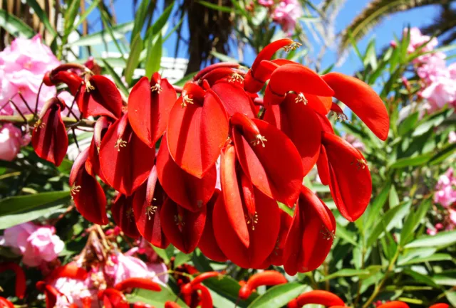 SAMEN Garten Blumen Rarität seltene Pflanzen schnellwüchsig KORALLENSTRAUCH