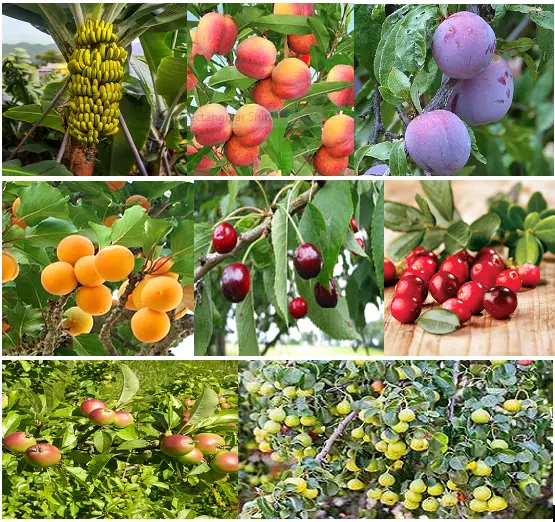 100 x semi di alberi da frutto misti. Pot fortuna da 8 diverse varietà...