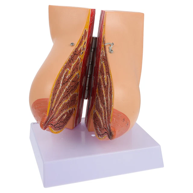 Modèle de torse à deux sexes Modèle médical d'anatomie du corps humain pour étud Modèle de torse à deux sexes Modèle médical d'anatomie du corps humain pour étud